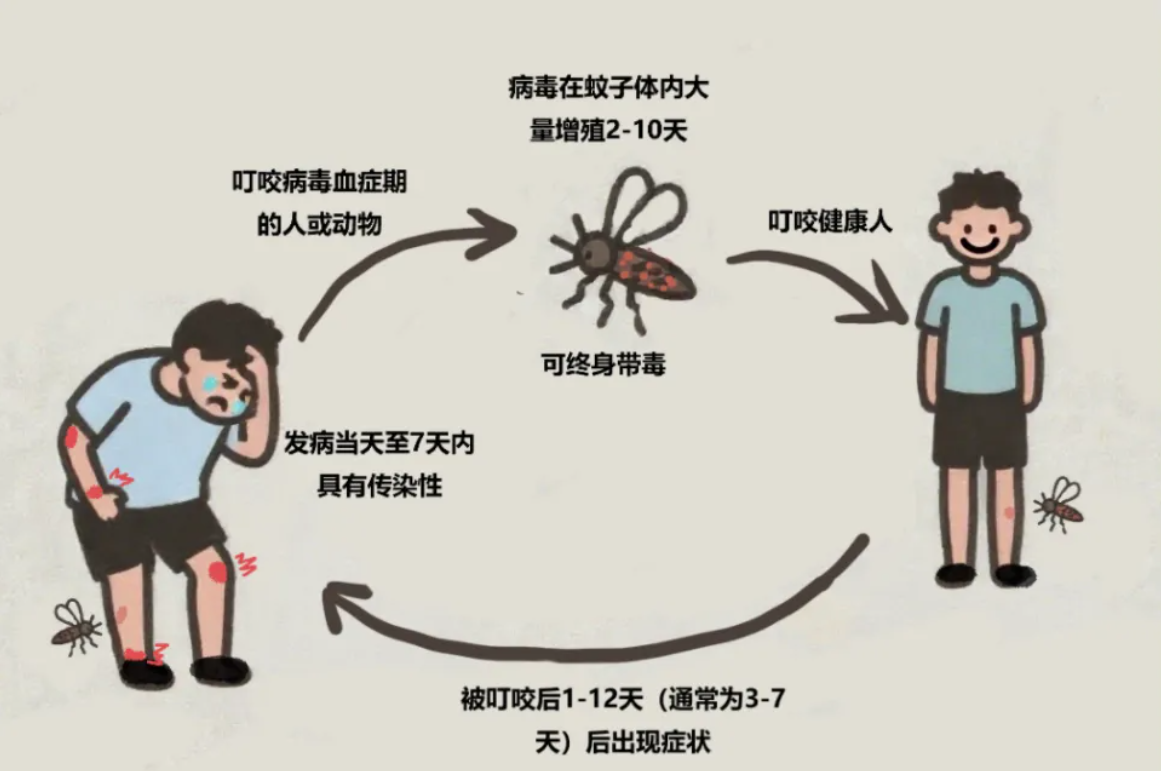 基孔肯雅热如何传播？